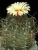 Astrophytum-senile