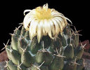 Coryphantha