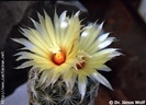 Coryphantha radians