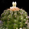 Discocactus-boliviensis-2