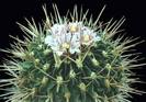 echinofossulocactus-hastatu