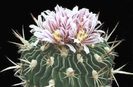 Echinofossulocactus-obvalla