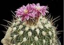 Echinofossulocactus-ochoterenaus
