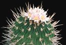 echinofossulocactus-phyllac