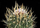 Echinofossulocactus-pookerii