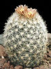 Escobaria-chaffeyi