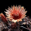 Ferocactus gracilis
