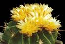 ferocactus-echidne