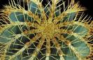ferocactus-glaucescens2