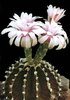 Gymnocalycium-friedrichii--