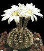 Gymnocalycium-ragonesei