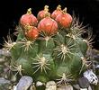 Gymnocalycium-saglione
