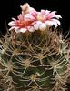 Gymnocalycium-tillianum