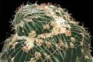 Homalocephala-texensis-f