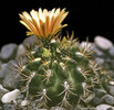 Horridocactus-tuberisulcatu