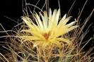 Leuchtenbergia-principis