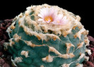 lophophora-williamsii3