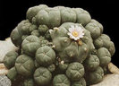 Lophophora-williamsii-v