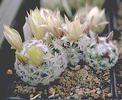 Mamillaria-duwei