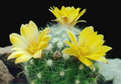 Mammillaria-baumii