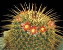 mammillaria-dixanthocentron2jpg