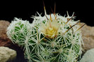 Mammillaria-gracilis