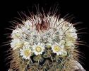 Mammillaria-moelleriana
