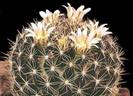 Mammillaria-picta
