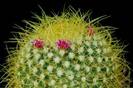 Mammillaria-pringlei