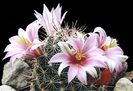Mammillaria-sheldonii