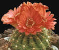 Notocactus-ottonis-v