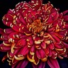 chrysanthemum4