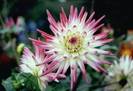 chrysanthemum15