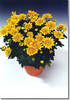 chrysanthemum indicum1