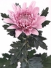 chrysanthemum%20disbud