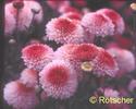 chrysanthemum_roe