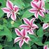 Clematis texensis