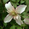 Clematis%20montana%20%27Marjorie%27