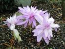 Colchicum%20\'waterlily\'
