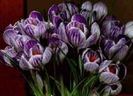 crocus 2