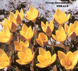 crocus 7