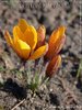 crocus 22