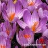 crocus 35