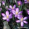 crocus 36