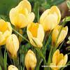 crocus 37