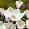 crocus 38