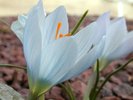 Crocus baytopiorum3