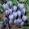 Crocus Cartwrightianus