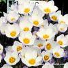 Crocus chrysanthus \'Blue Pearl\'