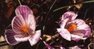crocus j